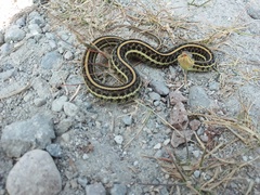 Thamnophis eques