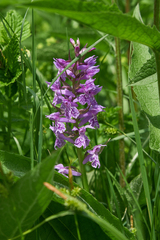Dactylorhiza