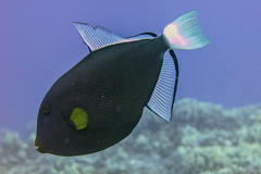 Melichthys vidua