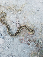 Thamnophis eques