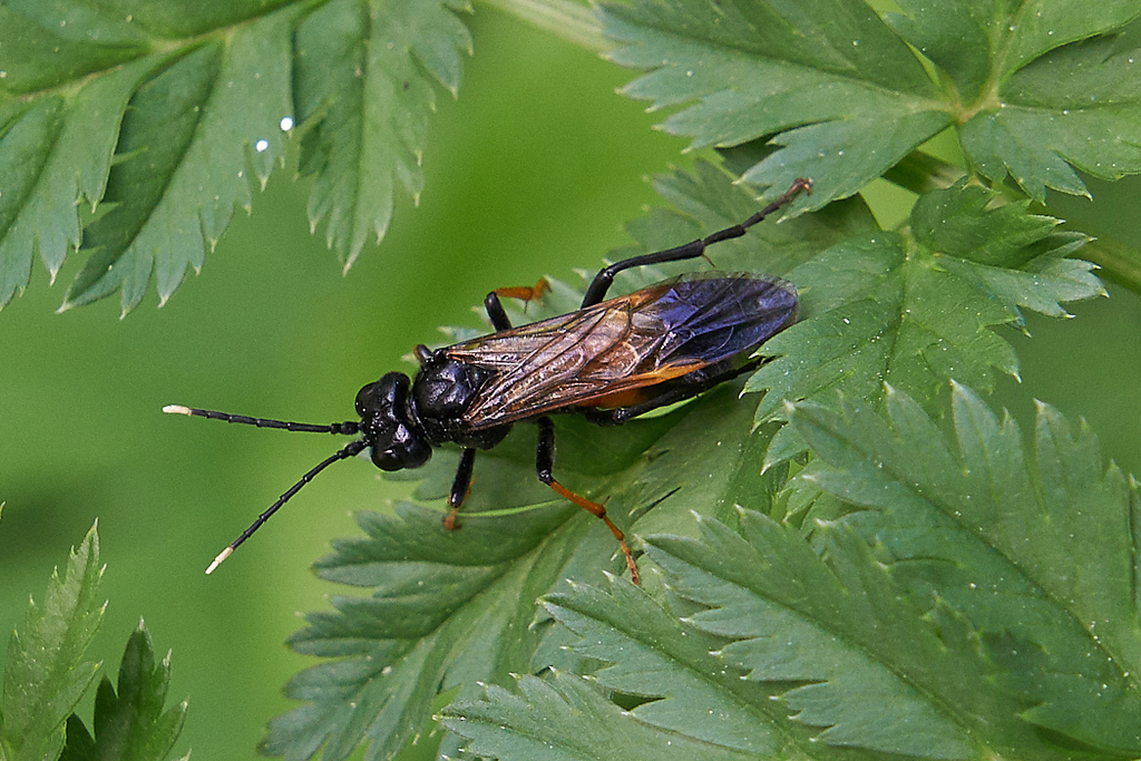 Tenthredo luteipennis