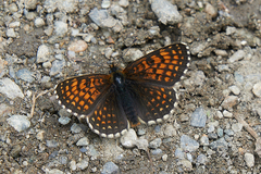 Melitaea