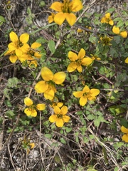 Sclerocarpus uniserialis