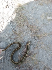Thamnophis eques
