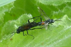 Macrophya annulata