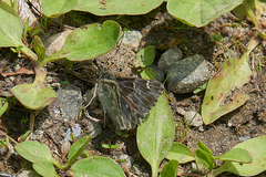 Muschampia orientalis