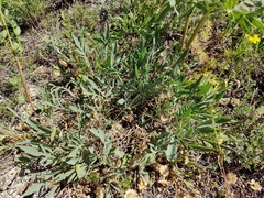 Psephellus marschallianus