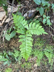 Adiantum latifolium