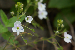 Veronica peduncularis