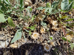 Psephellus marschallianus