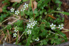 Arenaria rotundifolia
