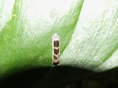 Antaeotricha renselariana