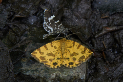 Pseudopanthera macularia