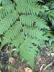 Cyathea arborea