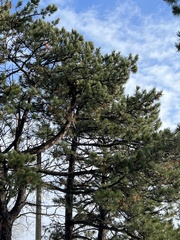 Pinus