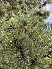Pinus