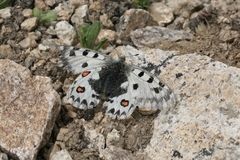 Parnassius epaphus epaphus