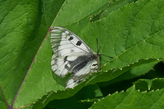 Parnassius mnemosyne