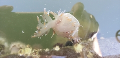 Dendronotus iris