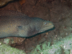 Gymnothorax meleagris