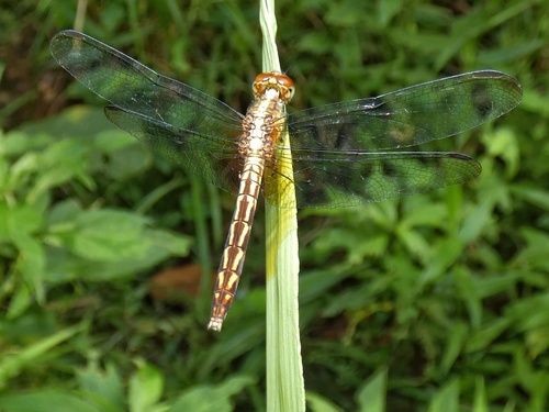 Coffee Bean Dragonlet