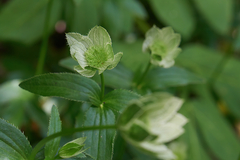 Astrantia maxima