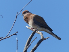 Streptopelia senegalensis
