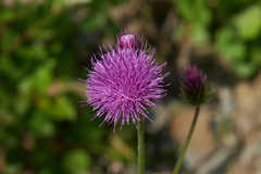 Carduus adpressus