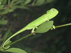 Chamaeleo chamaeleon