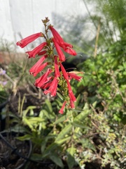 Penstemon eatonii