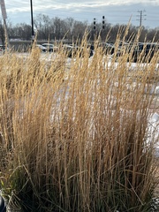 Calamagrostis × acutiflora