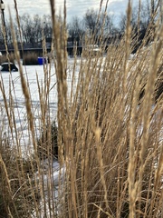 Calamagrostis × acutiflora