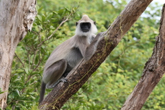 Semnopithecus priam