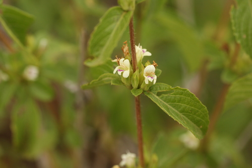 Duosperma crenatum image