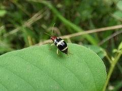 Gynandrobrotica ventricosa
