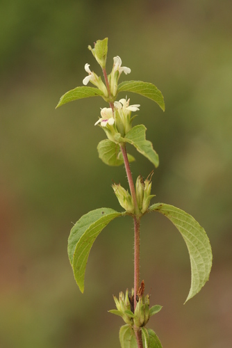 Duosperma crenatum image