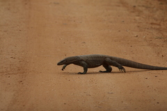 Varanus bengalensis