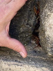 Scolopendra gigantea