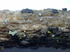 Durella