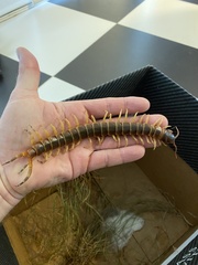 Scolopendra gigantea