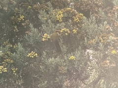 Oxypogon stuebelii