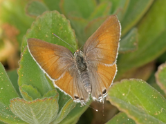 Deudorix livia