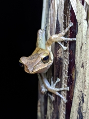 Polypedates occidentalis