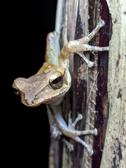 Polypedates occidentalis