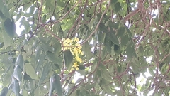 Cassia fistula