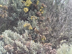 Oxypogon stuebelii