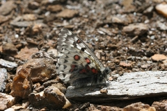 Parnassius epaphus epaphus