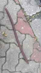 Cassia fistula