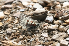 Parnassius epaphus epaphus