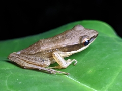 Indosylvirana